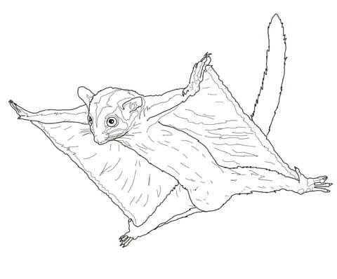 Sugar Glider Flying Coloring Page